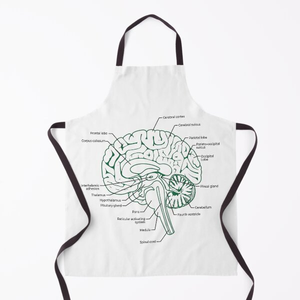 Item preview, Labeled Human Brain Anatomy Diagram Illustration designed and sold by DariaOltes.