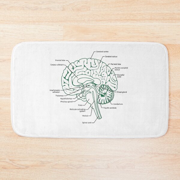 Item preview, Labeled Human Brain Anatomy Diagram Illustration designed and sold by DariaOltes.