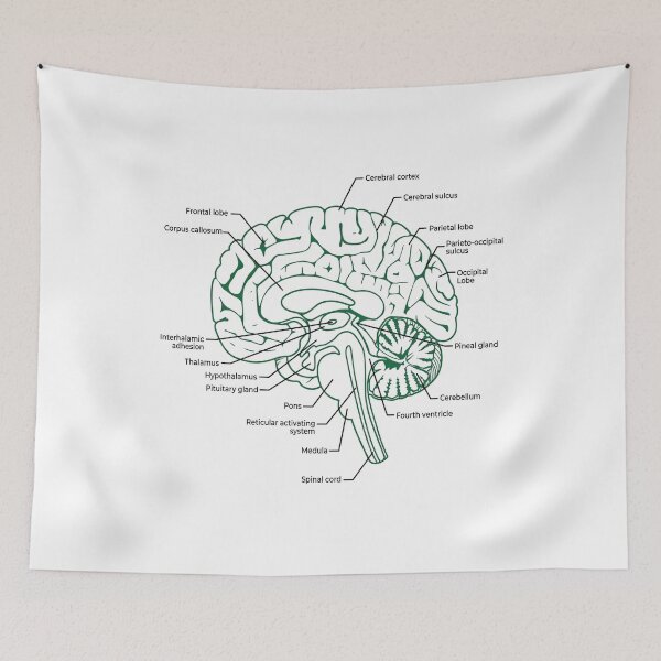 Item preview, Labeled Human Brain Anatomy Diagram Illustration designed and sold by DariaOltes.