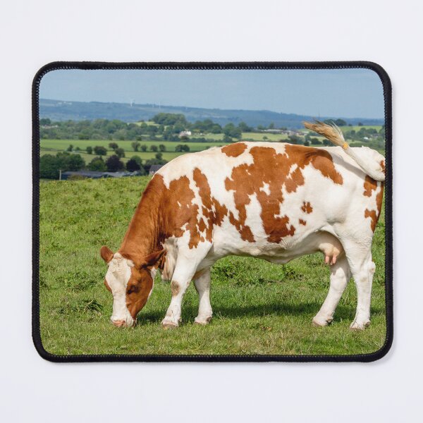 Item preview, Copy of Limousin Cow VII designed and sold by Jane Stanley Photography.
