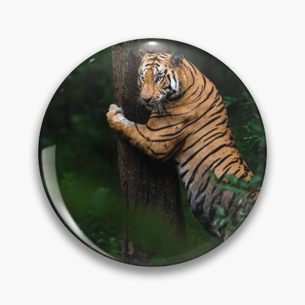 Item preview, Tree Hugging Tiger – Majestic Bengal Tiger in the Wild designed and sold by PygmyTitan Photo.