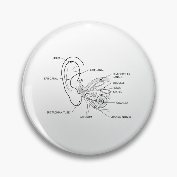 Item preview, Vintage Ear Anatomy Diagram Illustration designed and sold by DariaOltes.