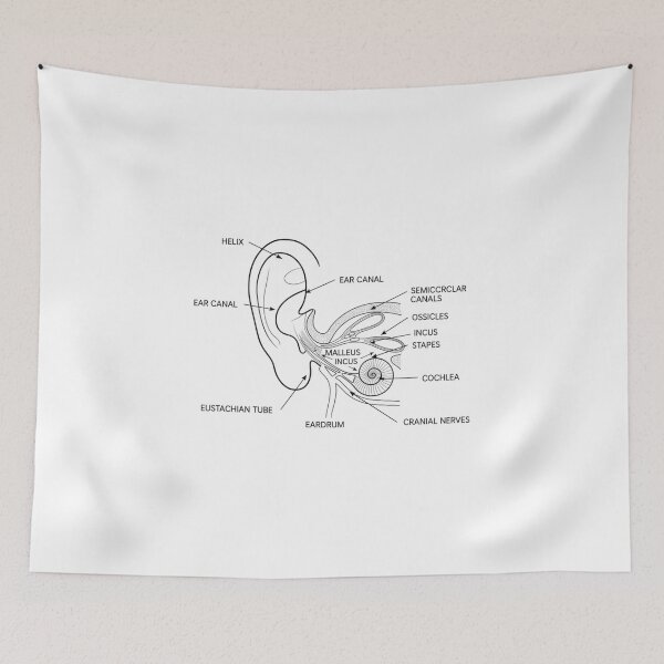 Item preview, Vintage Ear Anatomy Diagram Illustration designed and sold by DariaOltes.