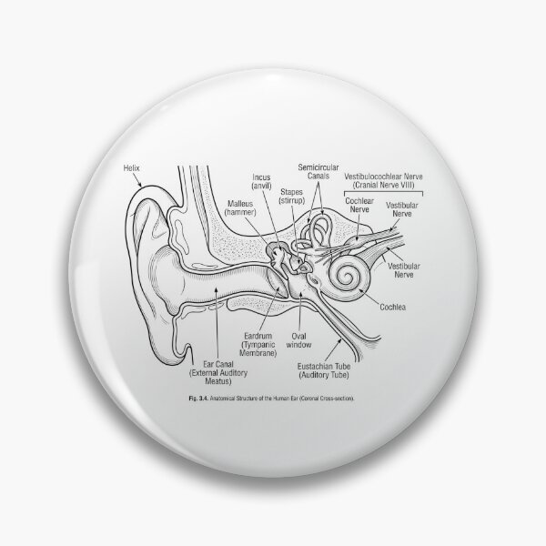 Item preview, Human Ear Anatomy Diagram Vintage Medical Illustration designed and sold by DariaOltes.