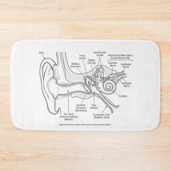 Item preview, Human Ear Anatomy Diagram Vintage Medical Illustration designed and sold by DariaOltes.