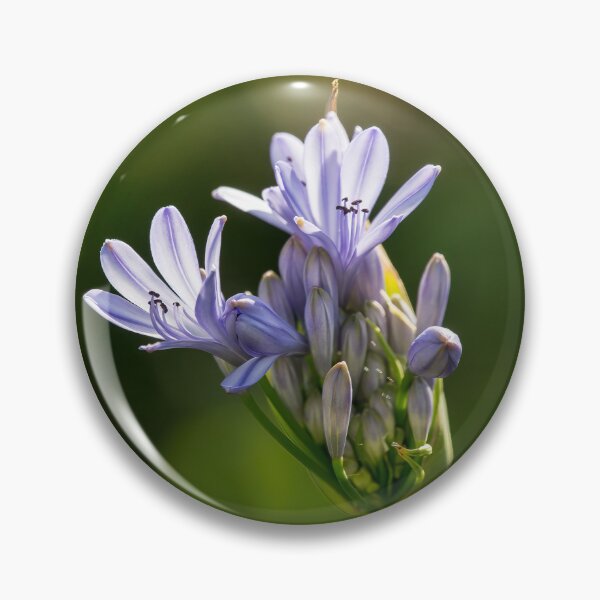 Item preview, Lily of the Nile Blooming (agapanthus, African lily) designed and sold by CarolM.