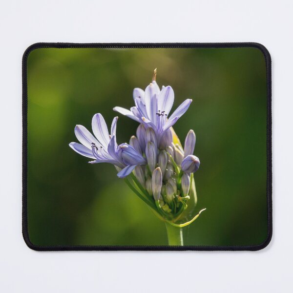 Item preview, Lily of the Nile Blooming (agapanthus, African lily) designed and sold by CarolM.