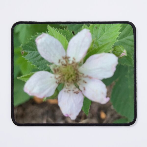 Item preview, First Blackberry Flower  designed and sold by Amanda1775.