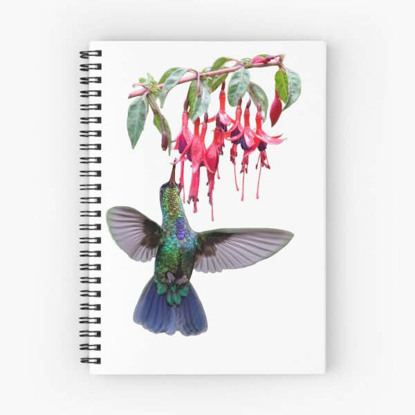 Item preview, Sipping sweet: Fiery throated hummingbird designed and sold by Rachel Lee Young - Land of the Hummingbird.