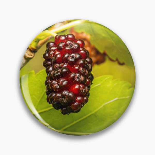 Item preview, Ripening Mulberry — Red to Black on a Sunlit Branch designed and sold by Rabee Khalil Photography.