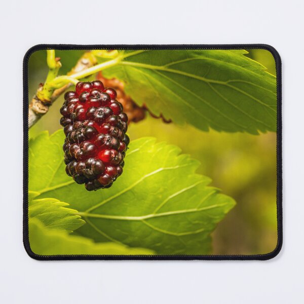 Item preview, Ripening Mulberry — Red to Black on a Sunlit Branch designed and sold by Rabee Khalil Photography.
