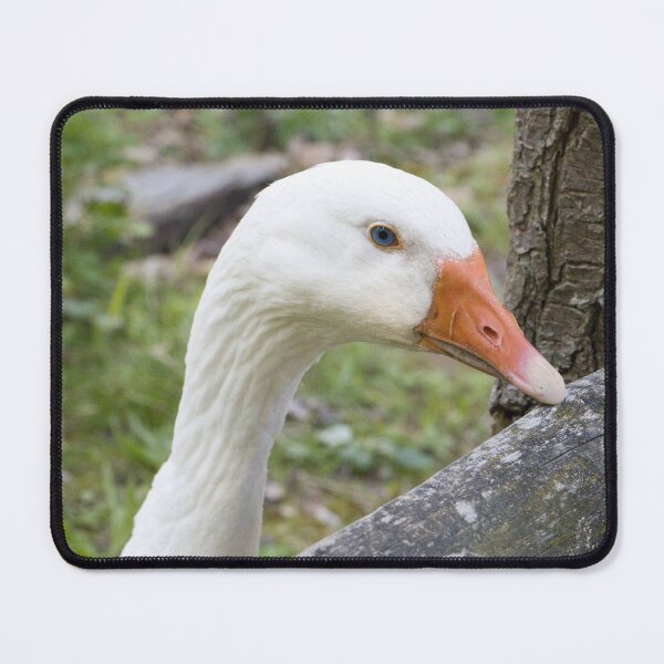 Item preview, White goose looking over wooden fence close-up designed and sold by World-of-Magic.