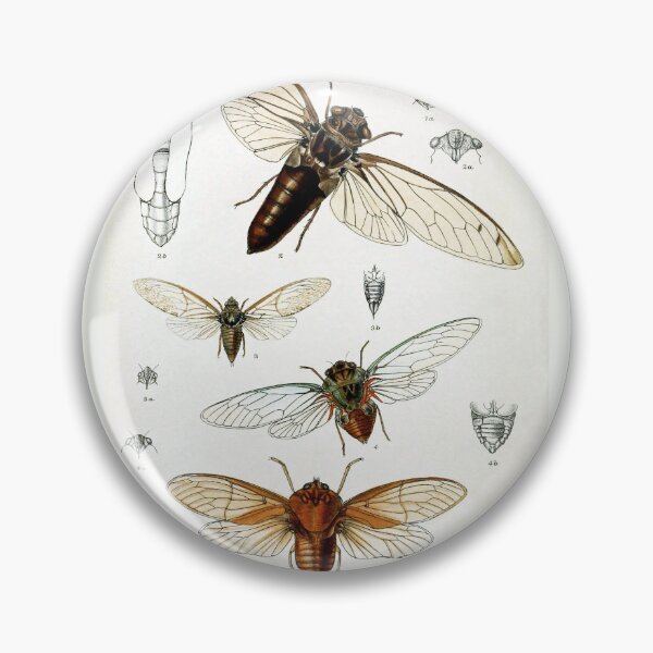 Item preview, Exotic Cicada Vintage Biological Illustration designed and sold by Glimmersmith.