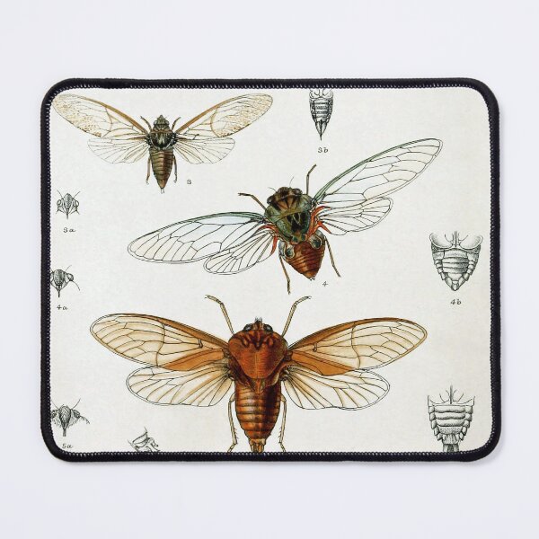 Item preview, Exotic Cicada Vintage Biological Illustration designed and sold by Glimmersmith.