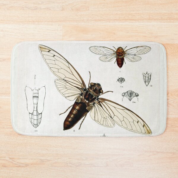 Item preview, Exotic Cicada Vintage Biological Illustration designed and sold by Glimmersmith.