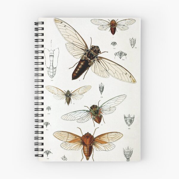Item preview, Exotic Cicada Vintage Biological Illustration designed and sold by Glimmersmith.