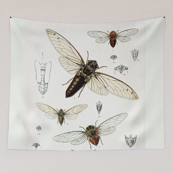 Item preview, Exotic Cicada Vintage Biological Illustration designed and sold by Glimmersmith.