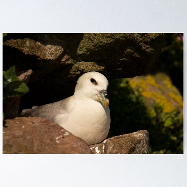 Item preview, Fulmar designed and sold by Jon Lees.