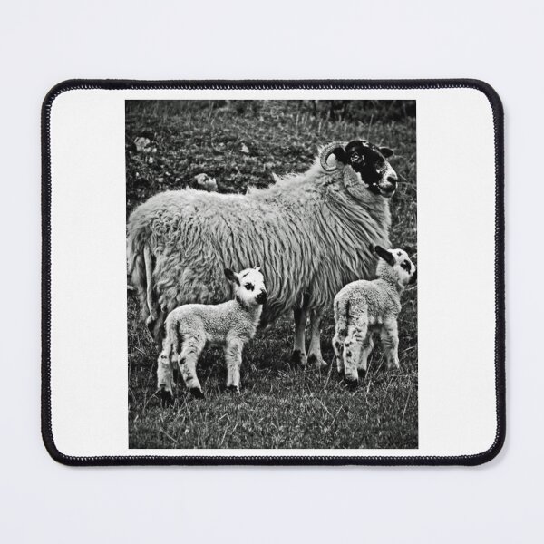 Item preview, Farm Sheep Family #3 designed and sold by lizethdoyley.