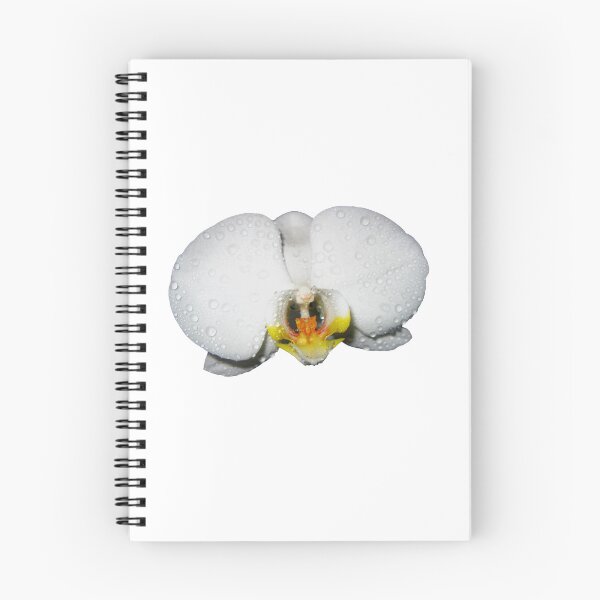Item preview, Photograph of a beautiful White Orchid Phalaenopsis. Moon Orchids. Phalaenopsis amabilis designed and sold by TaynaraVieira.