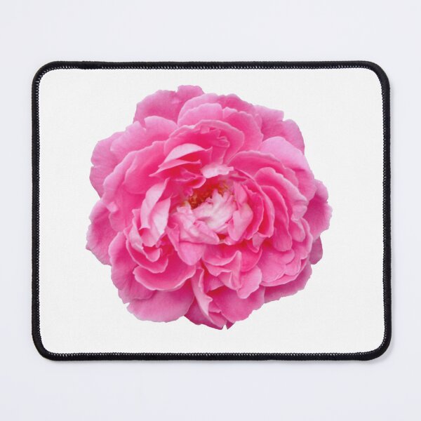 Item preview, Damask rose. Beautiful Rose damascena designed and sold by TaynaraVieira.