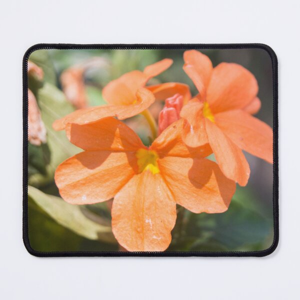 Item preview, Firecracker Flowers designed and sold by ROSE ANN BANILAR.
