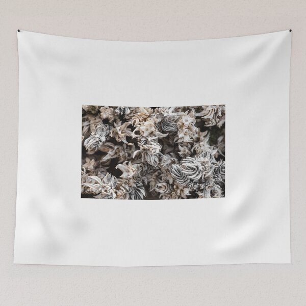 Item preview, Vegetal macro designed and sold by XaviFotografia.
