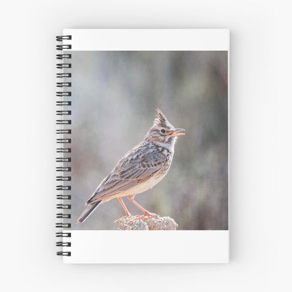 Item preview, Great Crested Lark designed and sold by XaviFotografia.