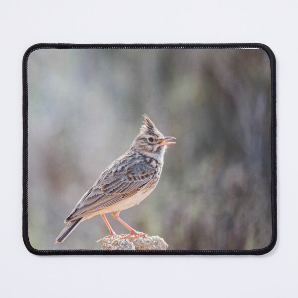 Item preview, Great Crested Lark designed and sold by XaviFotografia.