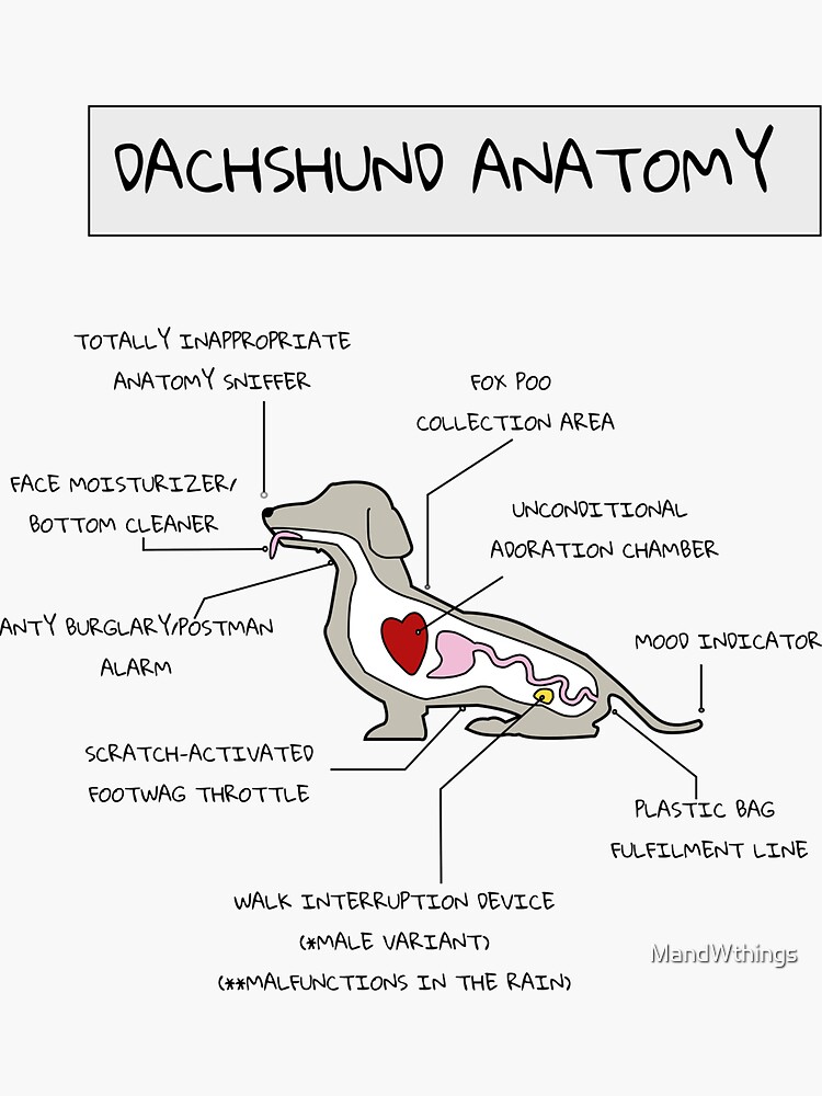 "Dachshund Anatomy" Sticker by MandWthings Redbubble