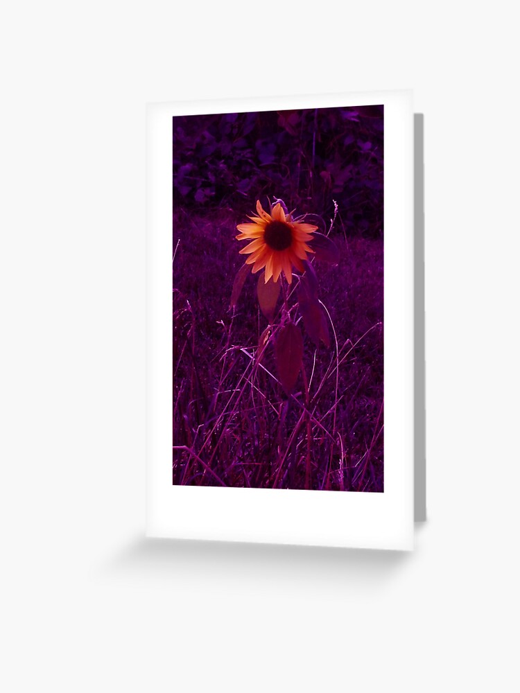 Tarjetas de felicitación «Girasol morado» de OliviaHathaway | Redbubble