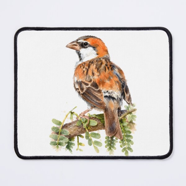 Item preview, Cape Verde Sparrow (Passer iagoensis designed and sold by HOMETOWN86.