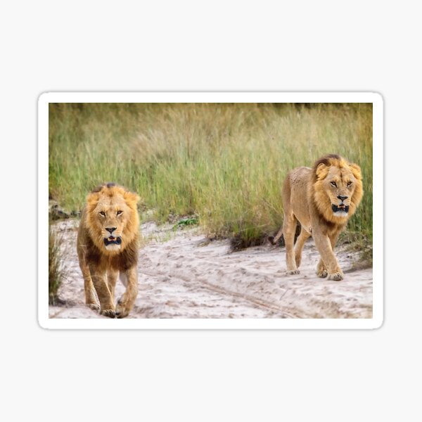 Nomad Brothers Sticker