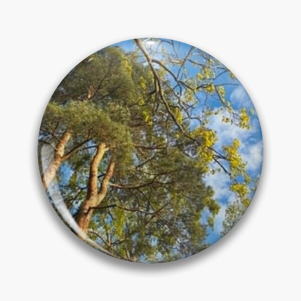 Item preview, Pine Trees And Blue Sky | Woodland Nature Photography designed and sold by ThatSurreyLife.