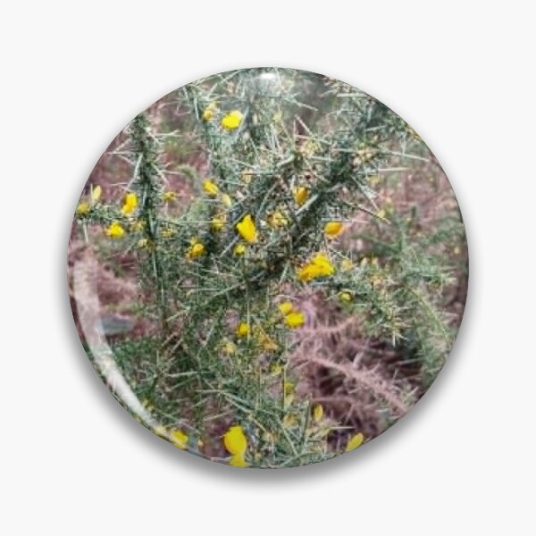 Item preview, Wild Gorse In Bloom | Countryside Nature Photography designed and sold by ThatSurreyLife.