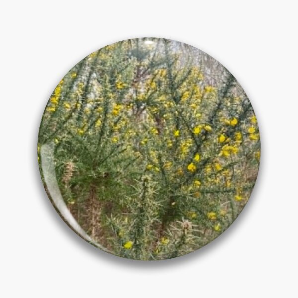 Item preview, Golden Gorse Flowers | Wild Surrey Heathland Photography designed and sold by ThatSurreyLife.