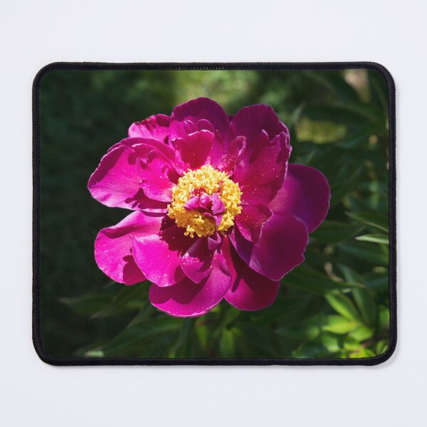 Item preview, Juicy Magenta Peony in the Sunlight designed and sold by Georgia Mizuleva.