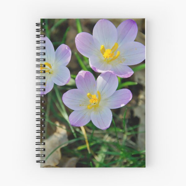 Item preview, Three Purple Crocus Flowers in Spring Sunlight designed and sold by ShotsbyDesiree.