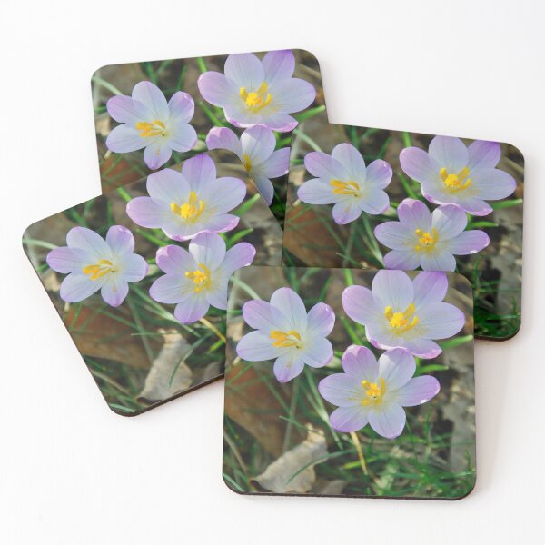 Item preview, Three Purple Crocus Flowers in Spring Sunlight designed and sold by ShotsbyDesiree.