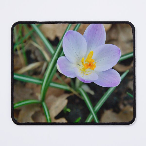 Item preview, Single Purple Crocus With Striped Leaves designed and sold by ShotsbyDesiree.