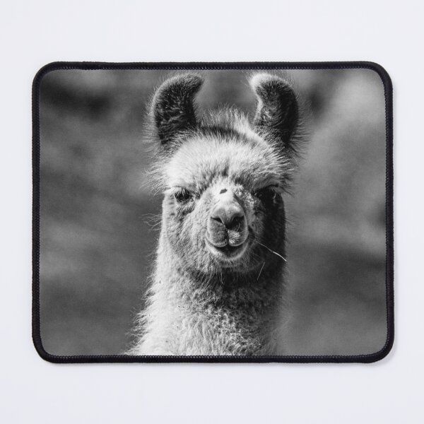 Item preview, Portrait of a Smiling Llama in Black and White – Wildlife Photography, Andes, Salta, Argentina, Puna designed and sold by Keltoi-art.