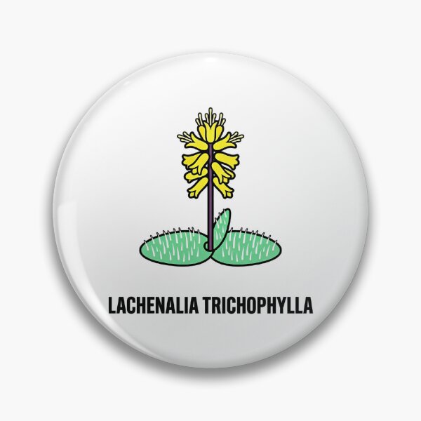Item preview, Minimalist Heart Cactus Opuntia Basilaris Botanical Vector Art designed and sold by GreenDivisionJP.