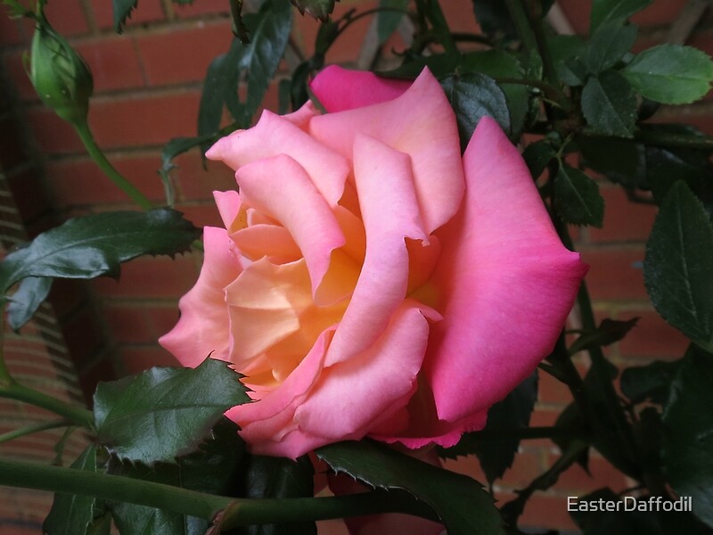 "Is this my best side? Rose in Profile" by EasterDaffodil Redbubble