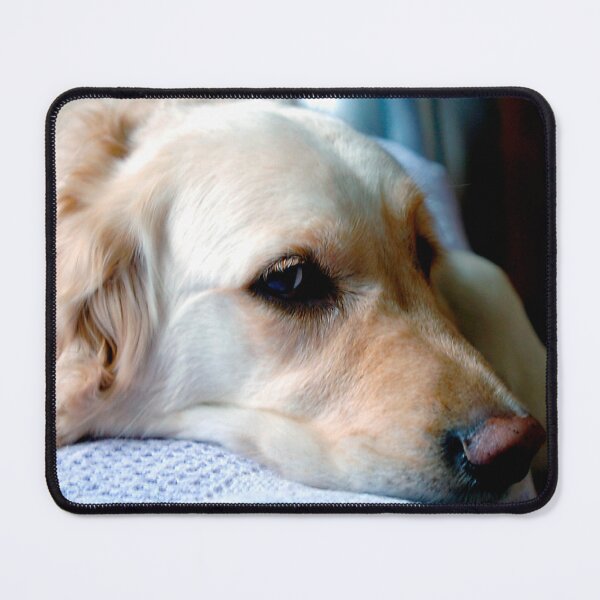 Item preview, Golden Retriever Dog Portrait designed and sold by AndyEvansPhotos.