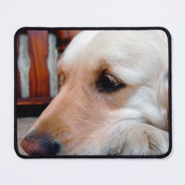 Item preview, Golden Retriever Dog Portrait designed and sold by AndyEvansPhotos.