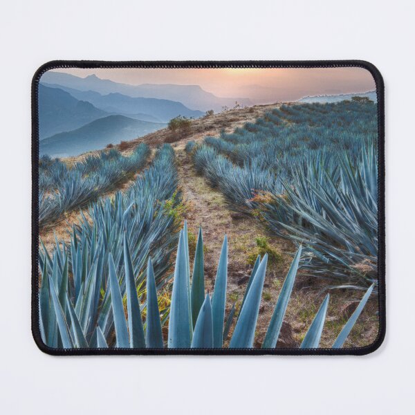 Item preview, Blue Agave Field At Golden Sunrise designed and sold by fact-stick.