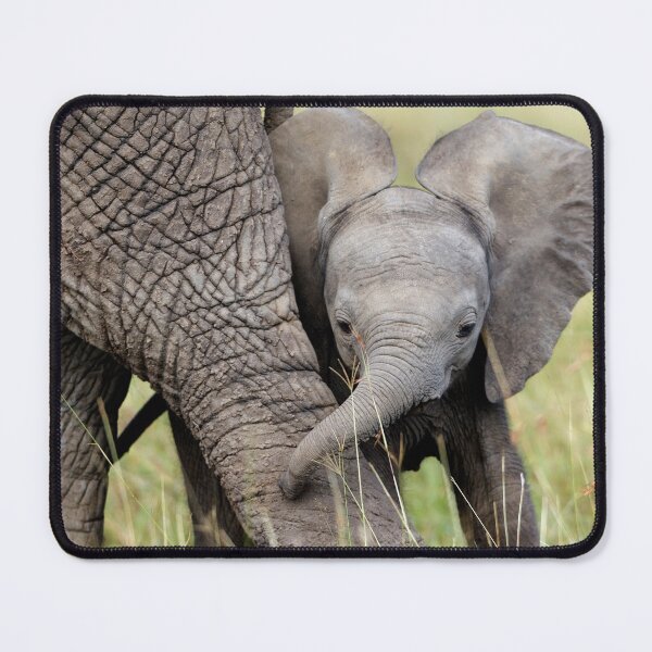 Item preview, Baby Elephant Sheltered By Mother Wildlife designed and sold by fact-stick.