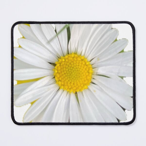 Item preview, Isolated Daisy Flower Head Close Up Top View on Transparent Background designed and sold by BalkanBloom.
