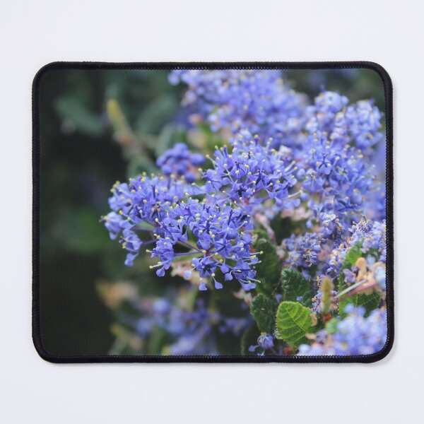 Item preview, Dreamy Blue Wildflowers | Botanical Nature Photography designed and sold by Cha-s-lens.