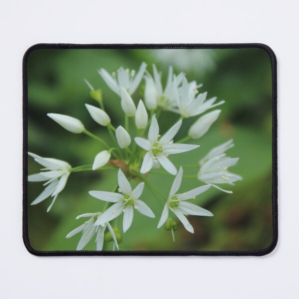 Item preview, Wild Garlic Flower | Minimalist Botanical Photography designed and sold by Cha-s-lens.